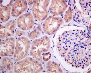 Immunohistochemistry (Formalin/PFA-fixed paraffin-embedded sections) - Anti-AMPS antibody [EPR10747(B)] (AB154182)