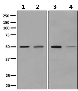 Western blot - Anti-AMPS antibody [EPR10747(B)] - BSA and Azide free (AB249082)