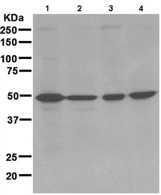 Western blot - Anti-AMSH antibody [EPR4361] (AB108301)