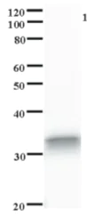 Western blot - Anti-AMSH-LP antibody [2020C4a] (AB84849)