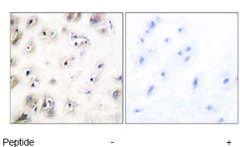 Immunohistochemistry (Formalin/PFA-fixed paraffin-embedded sections) - Anti-Amylin/DAP antibody (AB55411)