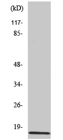 Western blot - Anti-Amylin/DAP antibody (AB55411)