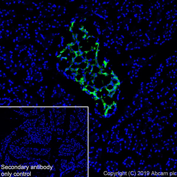 Immunohistochemistry (Frozen sections) - Anti-Amylin/DAP antibody [EPR22556-138] (AB254259)
