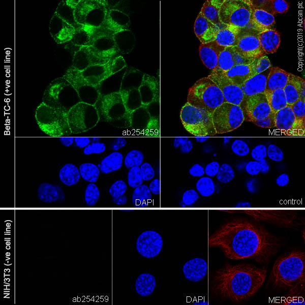 Immunocytochemistry/ Immunofluorescence - Anti-Amylin/DAP antibody [EPR22556-138] - BSA and Azide free (ab255329), expandable thumbnail
