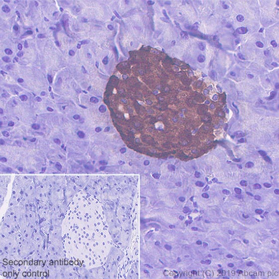 Immunohistochemistry (Formalin/PFA-fixed paraffin-embedded sections) - Anti-Amylin/DAP antibody [EPR22556-138] - BSA and Azide free (AB255329), expandable thumbnail