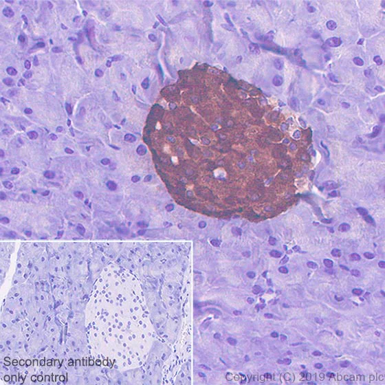 Immunohistochemistry (Formalin/PFA-fixed paraffin-embedded sections) - Anti-Amylin/DAP antibody [EPR22556-138] - BSA and Azide free (AB255329)