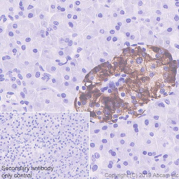 Immunohistochemistry (Formalin/PFA-fixed paraffin-embedded sections) - Anti-Amylin/DAP antibody [EPR22556-138] - BSA and Azide free (AB255329), expandable thumbnail
