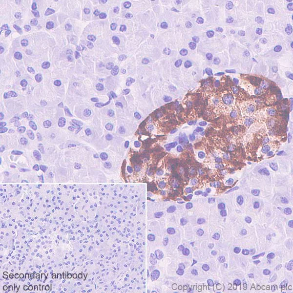 Immunohistochemistry (Formalin/PFA-fixed paraffin-embedded sections) - Anti-Amylin/DAP antibody [EPR22556-138] - BSA and Azide free (AB255329)
