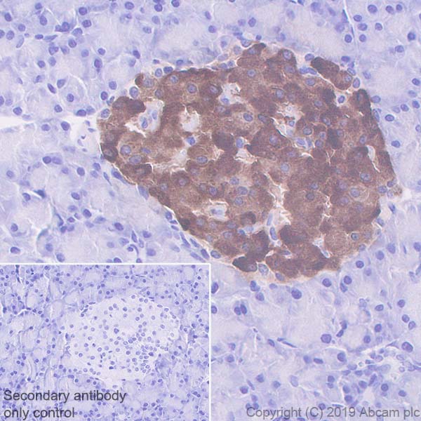 Immunohistochemistry (Formalin/PFA-fixed paraffin-embedded sections) - Anti-Amylin/DAP antibody [EPR22556-138] - BSA and Azide free (AB255329), expandable thumbnail