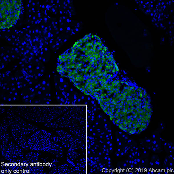 Immunohistochemistry (Frozen sections) - Anti-Amylin/DAP antibody [EPR22556-138] - BSA and Azide free (AB255329), expandable thumbnail