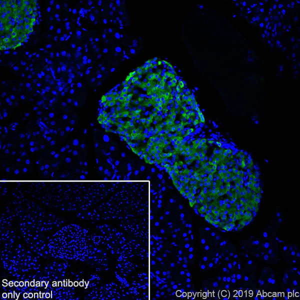 Immunohistochemistry (Frozen sections) - Anti-Amylin/DAP antibody [EPR22556-138] - BSA and Azide free (AB255329)
