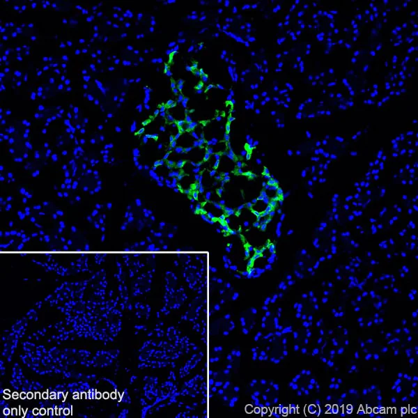 Immunohistochemistry (Frozen sections) - Anti-Amylin/DAP antibody [EPR22556-138] - BSA and Azide free (AB255329)
