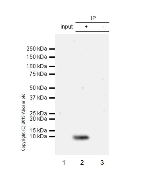 Immunoprecipitation - Anti-Amylin/DAP antibody [EPR22556-138] - BSA and Azide free (AB255329)