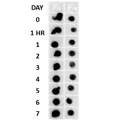 Dot Blot - Anti-Amyloid Fibril antibody (AB126468)