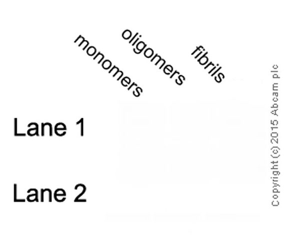 Dot Blot - Anti-Amyloid Fibril antibody [mOC78] - Conformation-Specific (AB205341), expandable thumbnail