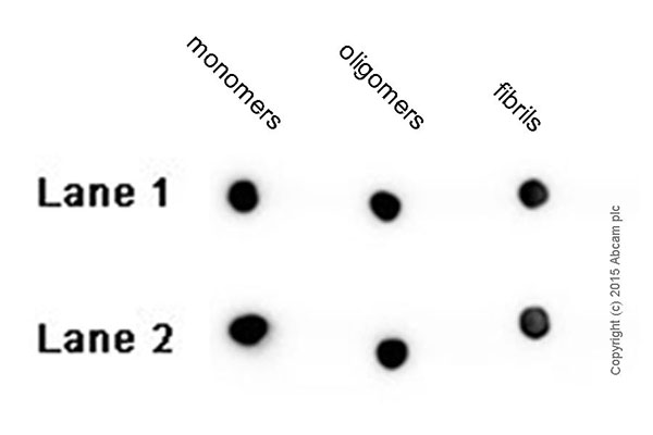 Dot Blot - Anti-Amyloid Fibril antibody [mOC87] - BSA and Azide free (AB251335), expandable thumbnail