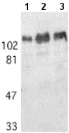 Western blot - Anti-Amyloid Precursor Protein antibody (AB2072)