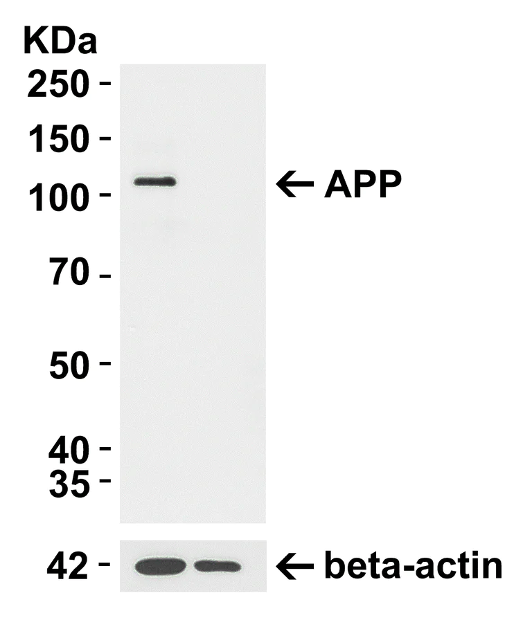 Western blot - Anti-Amyloid Precursor Protein antibody (AB2072)