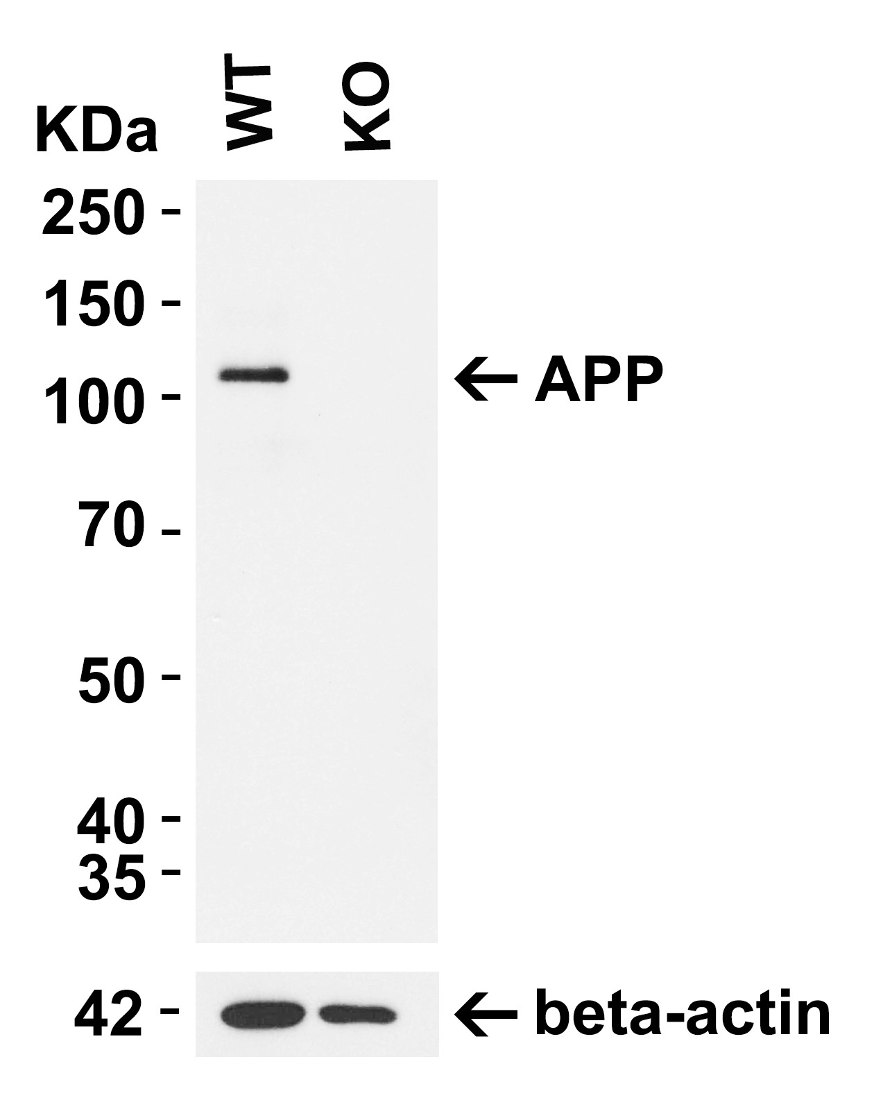 Western blot - Anti-Amyloid Precursor Protein antibody (AB2072), expandable thumbnail