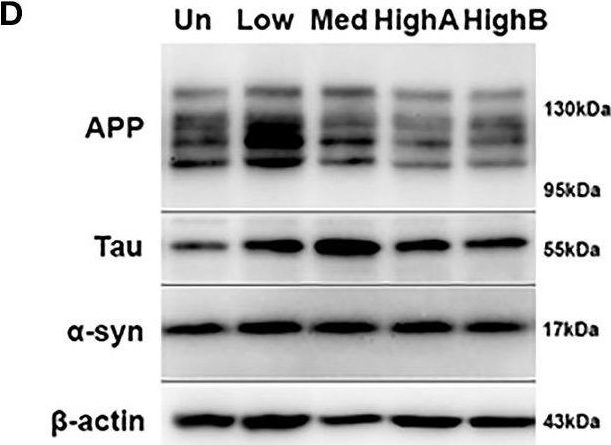Western blot - Anti-Amyloid Precursor Protein antibody [EPR5118-34] (AB126732)