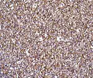 Immunohistochemistry (Formalin/PFA-fixed paraffin-embedded sections) - Anti-Amyloid Precursor Protein antibody [EPR5118-34] - BSA and Azide free (AB238916)