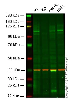 Western blot - Anti-Amyloid Precursor Protein antibody [EPR5118-34] - BSA and Azide free (AB238916)