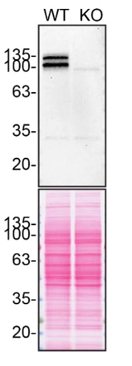 Western blot - Anti-Amyloid Precursor Protein antibody [EPR5118-34] - BSA and Azide free (AB238916)