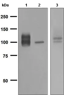 Western blot - Anti-Amyloid Precursor Protein antibody [EPR5118] - BSA and Azide free (AB248529)