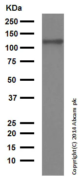 Western blot - Anti-Amyloid Precursor Protein antibody [EPR5119(2)] (AB133588)