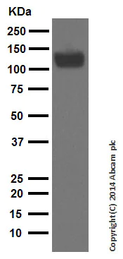 Western blot - Anti-Amyloid Precursor Protein antibody [EPR5119(2)] (AB133588)