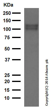 Western blot - Anti-Amyloid Precursor Protein antibody [EPR5119(2)] (AB133588)