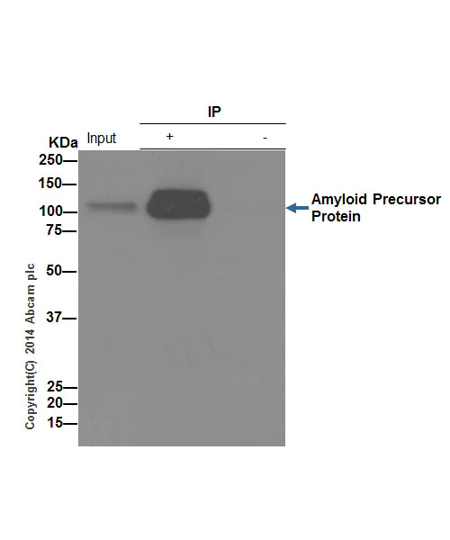 Immunoprecipitation - Anti-Amyloid Precursor Protein antibody [EPR5119(2)] - BSA and Azide free (AB248567)