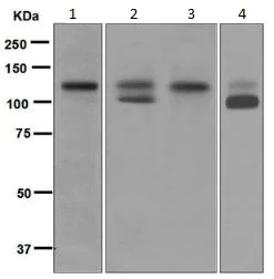 Western blot - Anti-Amyloid Precursor Protein antibody [EPR5119(2)] - BSA and Azide free (AB248567)