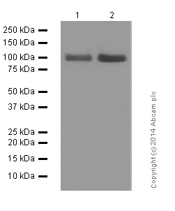Western blot - Anti-Amyloid Precursor Protein antibody [Y188] (AB32136)