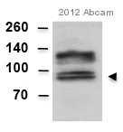 Western blot - Anti-Amyloid Precursor Protein antibody [Y188] (AB32136)