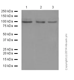 Western blot - Anti-Amyloid Precursor Protein antibody [Y188] (AB32136)