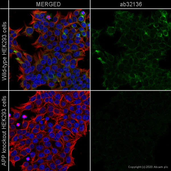 Immunocytochemistry/ Immunofluorescence - Anti-Amyloid Precursor Protein antibody [Y188] - BSA and Azide free (AB256586)