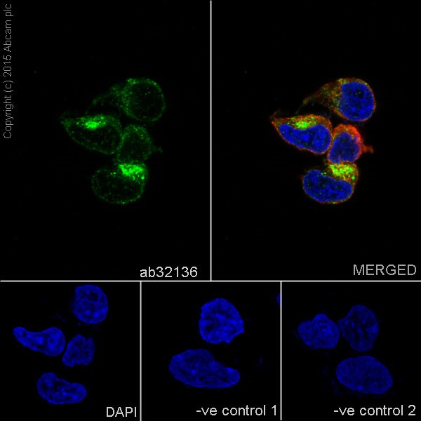 Immunocytochemistry/ Immunofluorescence - Anti-Amyloid Precursor Protein antibody [Y188] - BSA and Azide free (AB256586)