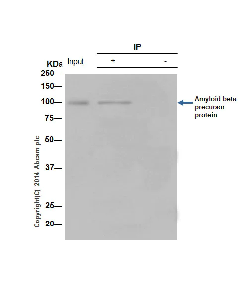 Immunoprecipitation - Anti-Amyloid Precursor Protein antibody [Y188] - BSA and Azide free (AB256586)