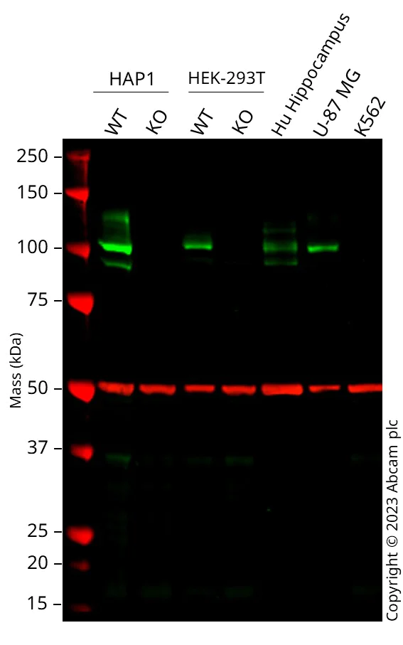 Western blot - Anti-Amyloid Precursor Protein antibody [Y188] - BSA and Azide free (AB256586)