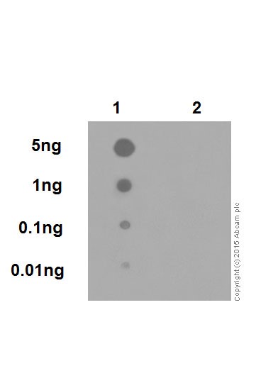 Dot Blot - Anti-Amyloid Precursor Protein (phospho T743) antibody [EPR7074(N)] (AB206297), expandable thumbnail