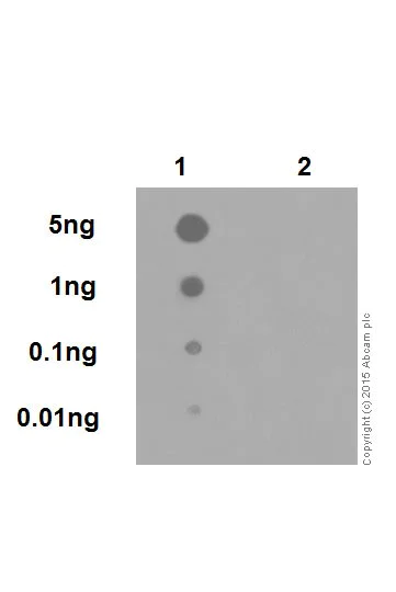 Dot Blot - Anti-Amyloid Precursor Protein (phospho T743) antibody [EPR7074(N)] (AB206297)