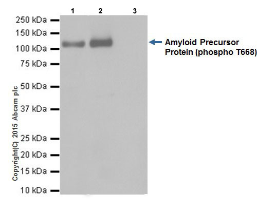 Immunoprecipitation - Anti-Amyloid Precursor Protein (phospho T743) antibody [EPR7074(N)] (AB206297), expandable thumbnail