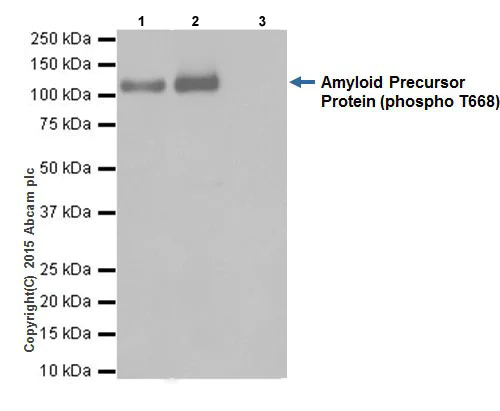 Immunoprecipitation - Anti-Amyloid Precursor Protein (phospho T743) antibody [EPR7074(N)] (AB206297)