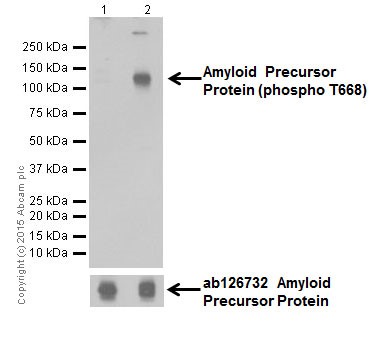 Western blot - Anti-Amyloid Precursor Protein (phospho T743) antibody [EPR7074(N)] (AB206297), expandable thumbnail