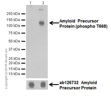 Western blot - Anti-Amyloid Precursor Protein (phospho T743) antibody [EPR7074(N)] (AB206297)