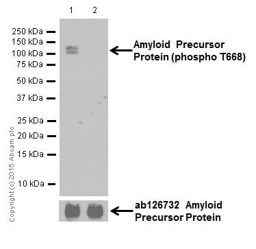 Western blot - Anti-Amyloid Precursor Protein (phospho T743) antibody [EPR7074(N)] (AB206297), expandable thumbnail