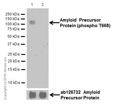 Western blot - Anti-Amyloid Precursor Protein (phospho T743) antibody [EPR7074(N)] (AB206297)