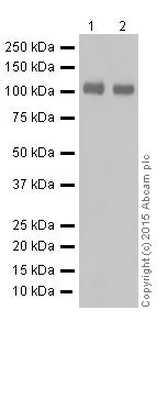Western blot - Anti-Amyloid Precursor Protein (phospho T743) antibody [EPR7074(N)] (AB206297)