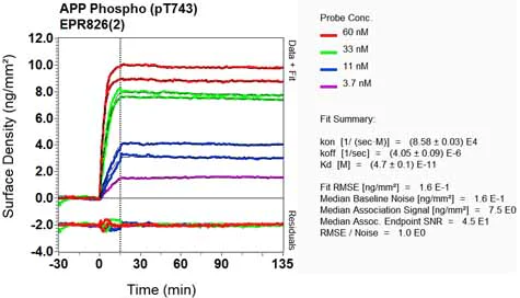 OI-RD Scanning - Anti-Amyloid Precursor Protein (phospho T743) antibody [EPR826(2)] (AB133447)